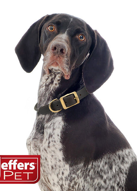 Jeffers Rolled Leather Dog Collars with Brass Hardware