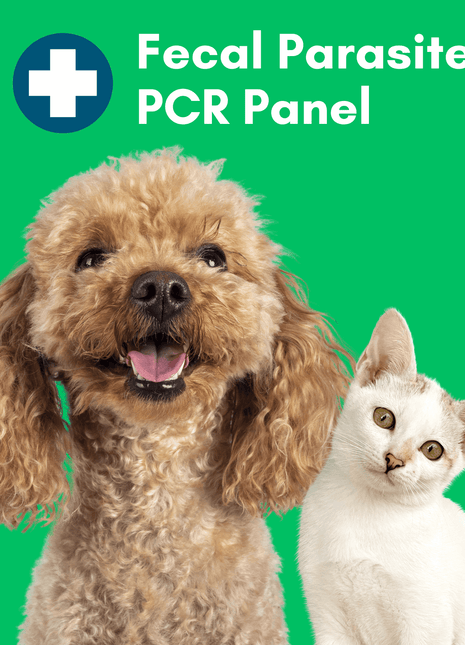 Parasite Detect+ for Dogs & Cats Mail-In Lab Test (PCR Test - Comprehensive): At-Home Testing
