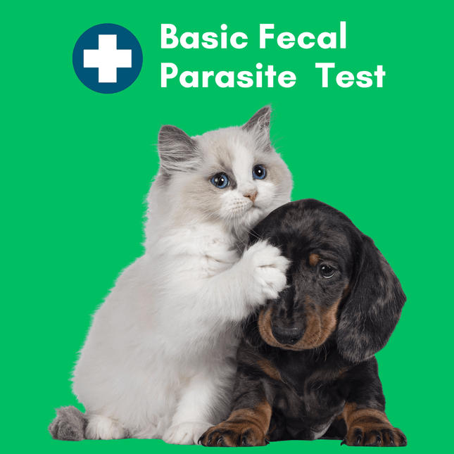 Basic Fecal Parasite Screen Mail in Lab Test for Cats & Dogs (Ova & Parasite)