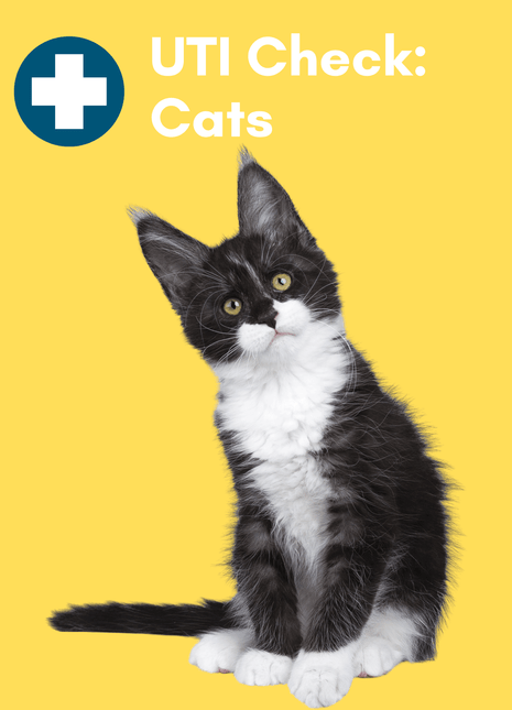 Urinary Tract Infection BioScreen & Culture for Cats: At-Home Testing