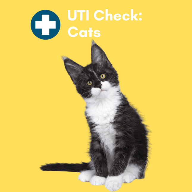 Urinary Tract Infection BioScreen & Culture for Cats: At-Home Testing