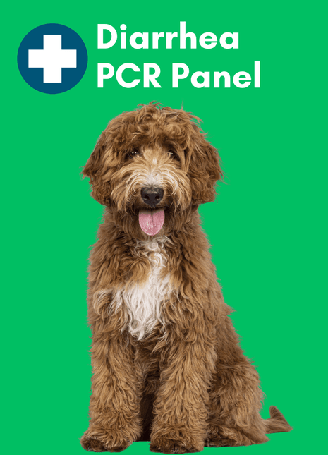 Diarrhea Check Mail-In Test for Dogs (PCR): At-Home Testing