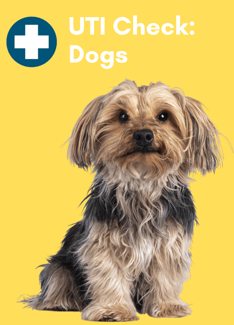 Urinary Tract Infection BioScreen & Culture for Dogs: At-Home Testing