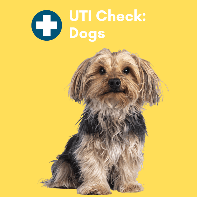 Urinary Tract Infection BioScreen & Culture for Dogs: At-Home Testing