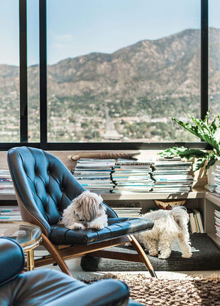 Black Dog Bed | Modern Dog Bed or Bed Cover - Pup List