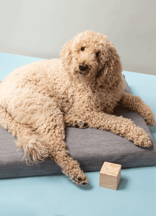 Gray | Modern Dog Bed or Bed Cover - Pup List