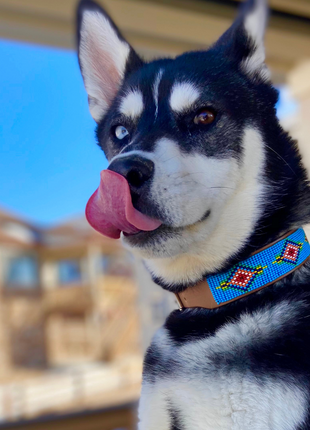 Blue Vogue Sambboho dog collar