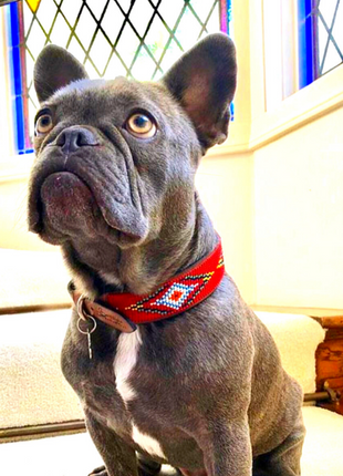 Red Vogue Sambboho dog collar