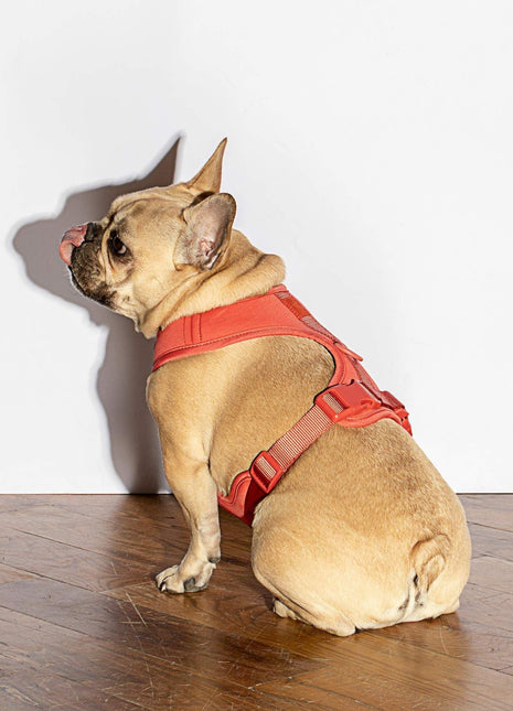 Luxe Harness - Poppy - Pup List