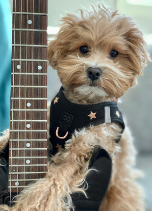 SoHo Dog Harness - Rockstar