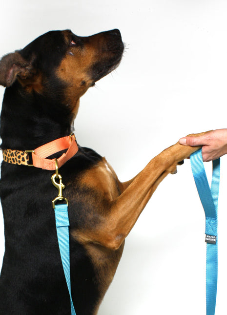 martingale collar / leopard + peach