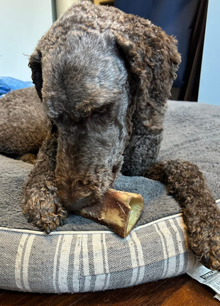 5-6 Inch Marrow Bone