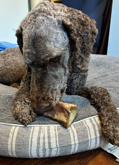 5-6 Inch Marrow Bone