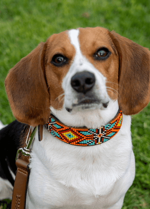 Maui Sambboho dog collar (made to order)