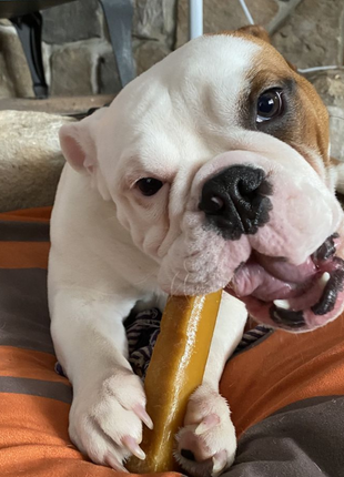 Himalayan Yak Chew (MEDIUM)