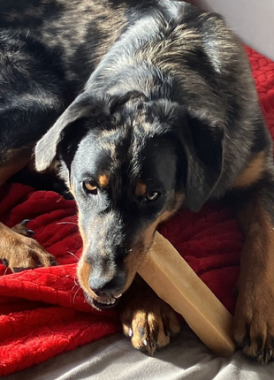 Himalayan Yak Chew (MEGA)