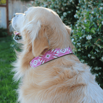 Matching leash/dog collar Melrose Sambboho Bundle
