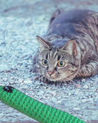 Handmade Catnip Toy | Leaf Stick Chunkle Puff Infused with Miracle Nip Botanicals