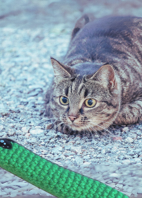 Handmade Catnip Toy | Leaf Stick Chunkle Puff Infused with Miracle Nip Botanicals