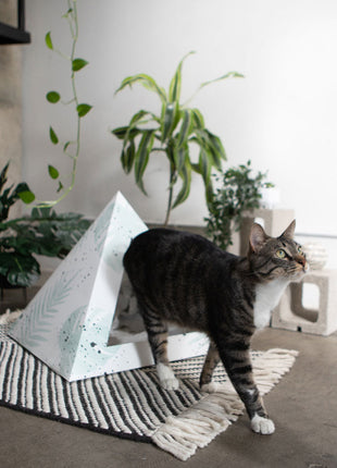 'Oasis' Cardboard Cat Pyramid