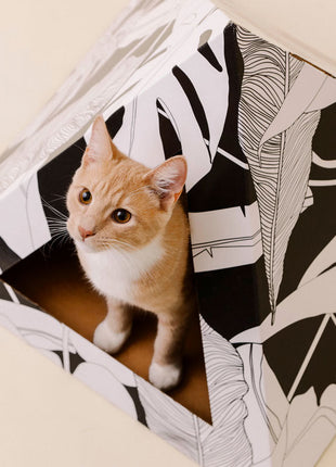 'Dark Paradise' Cardboard Cat Pyramid