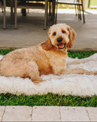 PupRug by Paw.com® Portable Orthopedic Dog Bed - White with Brown Accents
