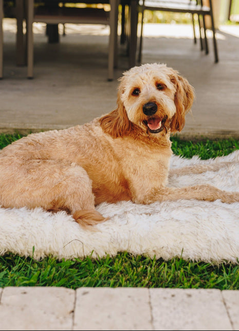 PupRug by Paw.com® Portable Orthopedic Dog Bed - White with Brown Accents
