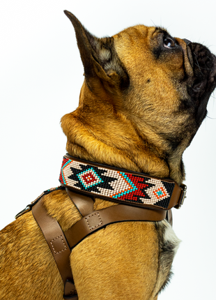 Phoenix Sambboho dog collar