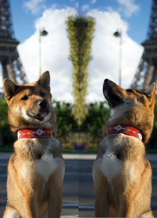 Red Vogue Sambboho dog collar