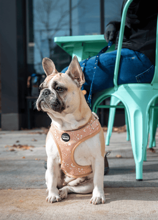 Pawstruck Adjustable Harness