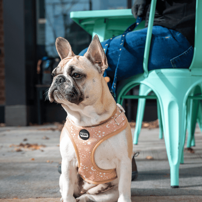 Pawstruck Adjustable Harness