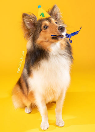 PAWTY HAT - Green number