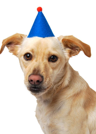 PAWTY HAT
