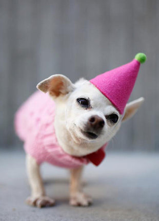 PAWTY HAT