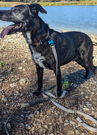 Pendleton Adventure Collar