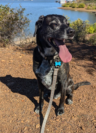 Pendleton Adventure Leash