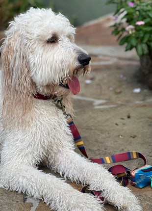 Pendleton National Park Adventure Leash