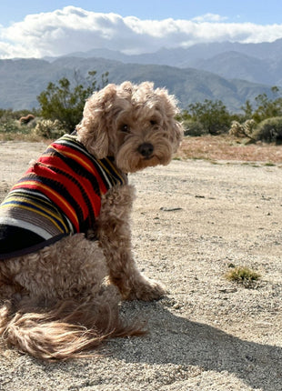 Pendleton National Park Dog Vest