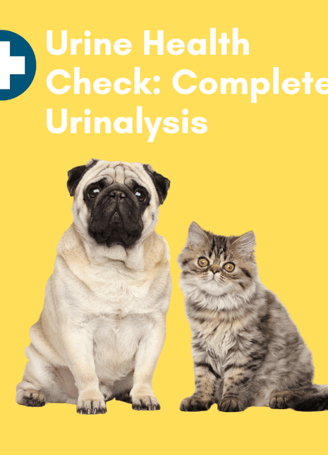 Complete Urinalysis: At-Home Testing