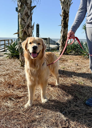 Pet Leash- Checkered Wave - Pup List