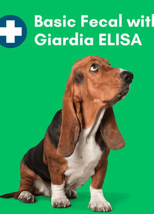 Basic Fecal Parasite Screen + Giardia ELISA Mail in Lab Test for Cats & Dogs: At-Home Testing