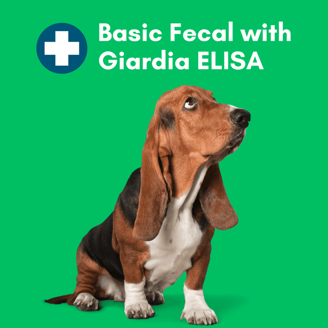 Basic Fecal Parasite Screen + Giardia ELISA Mail in Lab Test for Cats & Dogs: At-Home Testing