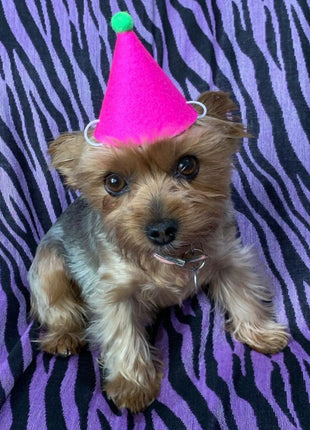 PAWTY HAT