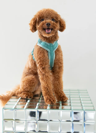 Blue - Velvet Dog Harness - Pup List