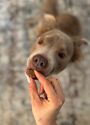 Probiotic Chews (90 Chews)