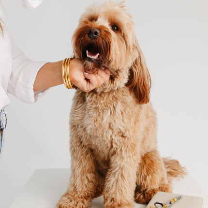 Ultimate Dog Grooming Kit