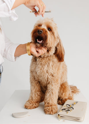 Ultimate Dog Grooming Kit