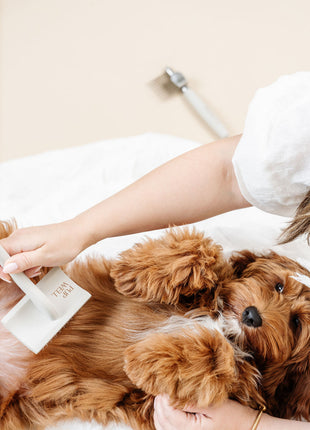 Pup Parent Essentials