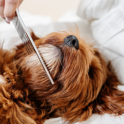 Everyday Comb