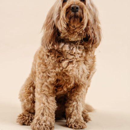 Ultimate Dog Grooming Kit